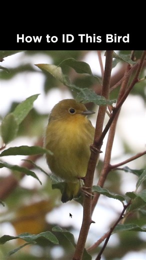 Yellow Warbler identification example | LycoBirds | Facebook