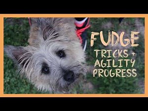 Fudge | Cairn Terrier Tricks + Agility