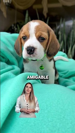 Raza de perros Beagle ¿Cómo es su temperamento / carácter / personalidad? #beagle #beagles