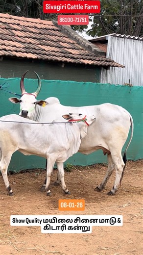Sivagiri cattle farm on Instagram: "மயிலை சினை மாடு,கிடாரி கன்றுடன்,சுழி சுத்தம்,கரூர் மாவட்டம்.#sivagiricattlefarm #desicow #kangeyam #jallikattu #mayilai"
