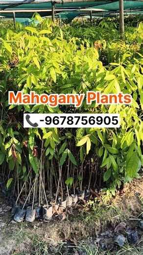 African Mahogany Plants Available #mahoganyfarming
