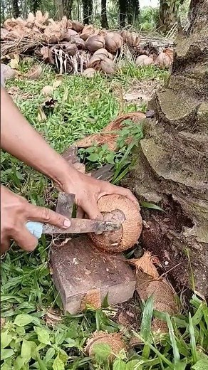 Opening Coconut Sheel Black