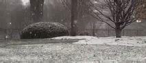Fox dashes through fresh snow on White House lawn