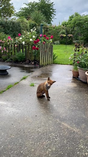 Helen Maybury (@helenmaybury)’s videos with The Jungle Book: The Bare Necessities - Geek Music