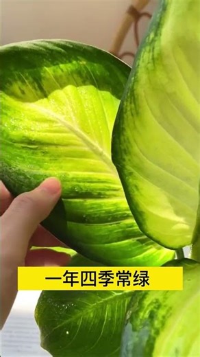 631 水培玛丽安万年青，非常适合居家摆放，卧室、客厅、卫生间都能养 #水培植物 #净化空气 #花卉绿植