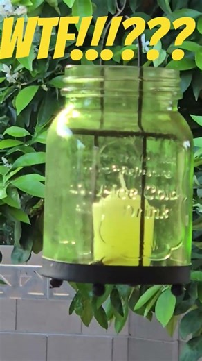 all black hornet or bee the size of a hummingbird