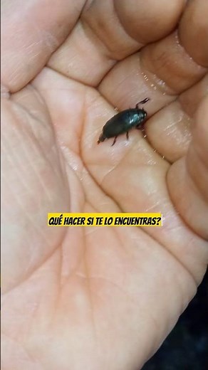 Water beetles: the invisible cleaners of the ecosystem 💧🪲 #WaterBeetles #Hydrophilidae