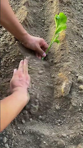 Agricultural Tech: Plant Cutting Propagation Method｜農業技術：挿し木による増殖法
