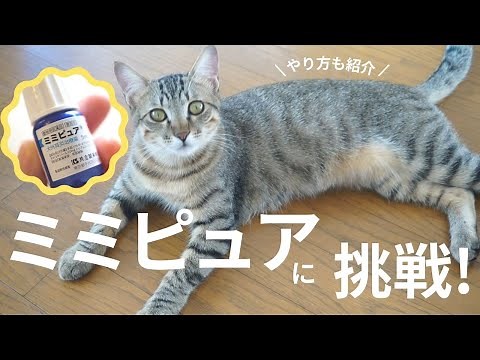 【猫のミミピュアの使い方】病院で教わったやり方で挑戦！