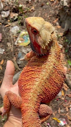 BLAZE AFTER SHEDDING 🔥 #mrscroogeofficial #viral #beardeddragon