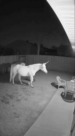 CCTV Catches a REAL Unicorn in the Backyard?! 😳🦄