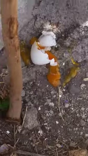 Howtobreak in egg HowToBasic