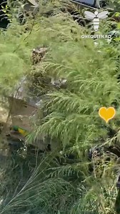 19K views · 143 reactions | Due to the scarcity of resources and big differences between colonies strength, autumn creates the perfect storm for bees to manifest their robbing behavior, but you can try to save a hive with water, smoke, and physical cover For full videos, check these channels: @vglmaster - YouTube @aPlaceintheHive - YouTube @PrincetonProjects - YouTube @Susan-n-SoullasHomestead - YouTube @rodneymiddleton9624 - YouTube | OneQueen.ro | Facebook