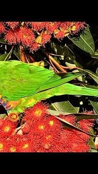 Rainbow Lorikeet Sounds | Colorful, Cute and LOUD!