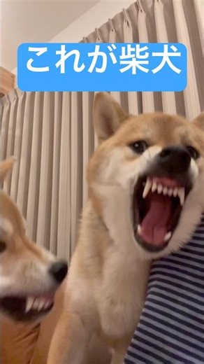 とにかく飼い主がくつろいだ瞬間に真横でケンカするのはやめて… #柴犬 #多頭飼い