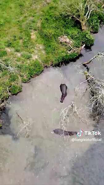 A rare bird's eye view of our hippos having a splash in Half Mile Pond! 🦛 #Hippo #Animals #Nature #FYP #Longleat
