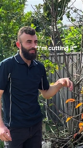 Comprehensive Tree Services Across Sydney