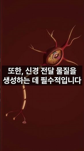 비타민 B12 효능 5가지