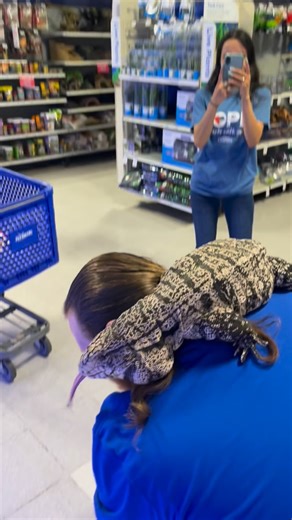 BLUE THE TEGU on Instagram: "Running errands with BLUE the tegu😎 . . . . . #tegu #argentinetegu #biglizard #monitorlizard #reptile"