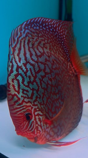 Sevilla Discus on Reels