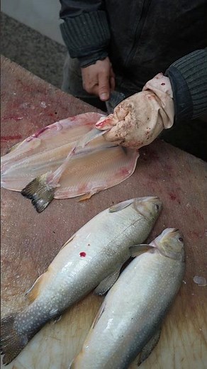 Shocking Secrets Revealed: How to Perfectly Fillet Rainbow Trout (Step-by-Step)