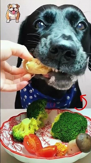 Funny Dog Eating Moments!