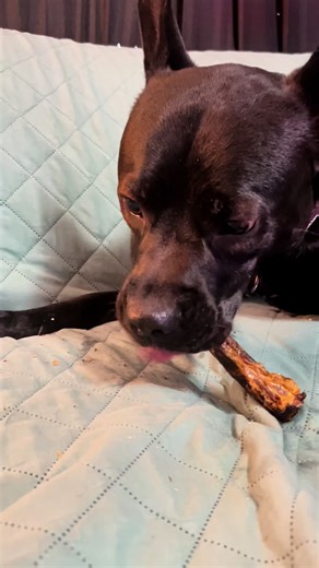 @King Lou whole duck necks #TikTokShopSparkCreator #TikTokShopStockUp #TTSFastTrack #KingLou #HealthyDogTreats