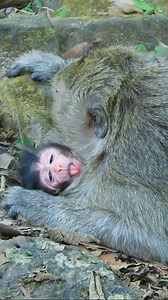 10K views · 260 reactions | O.G. Newborn baby Elma & Mom Elsa | Love Monkey | Facebook