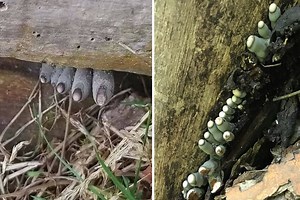 Xylaria polymorpha: se li vedi non spaventarti, non sono inquietanti piedi ma funghi!