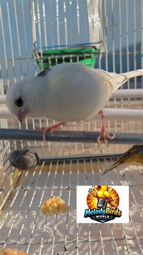 Le Chant Envoûtant de la Femelle Canari – Irrésistible ! 🎶🔥