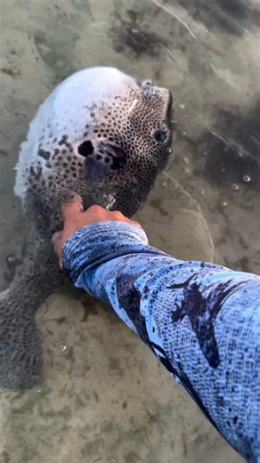 fishing world on Instagram: "Got Cuttle fish 🐟🐟🐟 #cuttlefish #floridakeys #usafishing #usa🇺🇸 #fishingreels #fish #SeafoodLovers #OceanVibes #CatchAndCook #SeafoodRecipe #CoastalEats #FreshFromTheSea #TastySeafood #FoodieVibes #SeaToTable #OceanLifeStyle #SeafoodFeast #CoastalCooking #SeafoodAddict #SeafoodPassion #FoodReel #fishingindia #usafishing #fisherman #fishcutting"