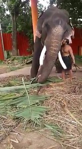 613K views · 7.1K shares | Mahout at a Temple in kerala (india) asks his Elephant permission to go home..... Just see the body language, bonding & affection.....  | Peter Hein | Facebook