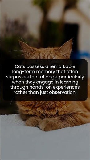 The surprising truth about cats and their incredible long-term memory skills