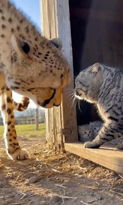 Mama Cat Stands Up to a CHEETAH to Defend Her Kittens! 🐆🐈💥🛡️ The Fiercest Protector! #MamaCatSavage #Wildlife #BigCatEnergy #Fearless | Mewotic
