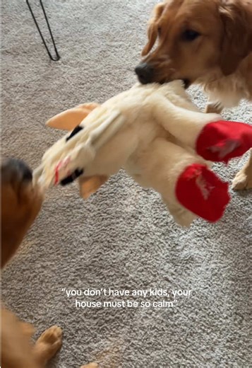 Chaos and Joy: Life with Two Golden Retrievers