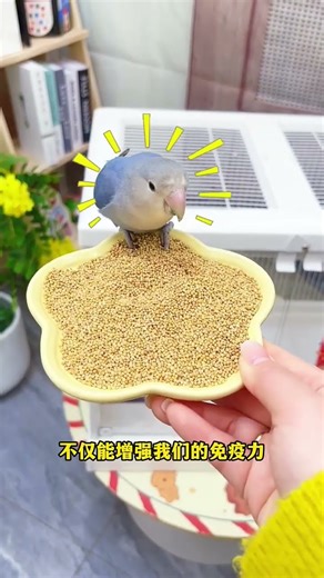 This affordable and delicious millet-based bird food is perfect for parrots that eat bird food