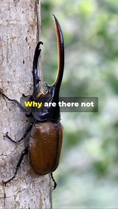 Hercules Beetle! | Fairly Odd Facts