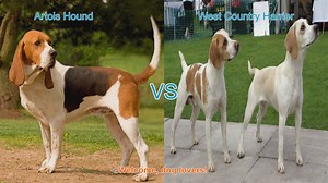 Artois Hound vs. West Country Harrier: A Comparison of Two Unique Dog Breeds