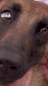 161K views · 3.2K reactions | These specially trained sniffer dogs in Lebanon have been learning to detect coronavirus. According to a research team, the animals can find Covid-19 in almost 100% of cases, after smelling human sweat. bbc.in/2SOXmz1 | BBC News | Facebook