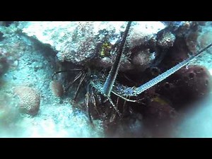 Best Diving sites in U.S. Virgin Islands – Caribbean Scuba dive reviews by Divezone