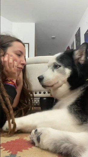 🐶 Funny Talking Dogs Compilation – Dogs That Actually Talk #funny #dog #shorts