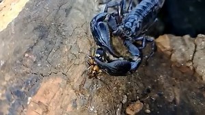 129K views · 834 reactions | Bombardier Beetle خصوصیات: یہ ایک حیرت...