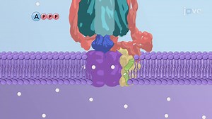 Video: ATP Driven Pumps III: V-type Pumps