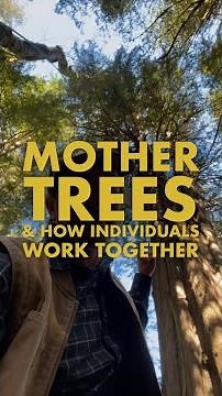 What is a Mother Tree? How trees work together and what we can learn from them