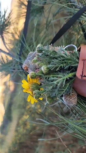 calm as a lizard in a tree with a view