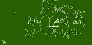 (ii) Tissue fluid : It occupies the spaces botween the individu... | Filo