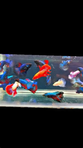 Aquarium on Instagram: "🤯₹38/- ku Betta's 🔥 . . . . #reels #reelsinstagram #reelsviral #viralreels #explorepage"
