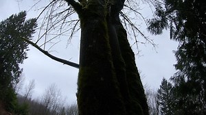 Felling a Bigleaf Maple   | Guilty of Treeson | Facebook