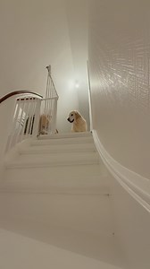 Den sødeste med absolut ikke den modigste hund. Vores Ella har noget med i bagagen. Vi adopterede hende, da hun var 5 år. Hun er nu 8. Og hun var én af de 17 ❤️ Hun kunne aldrig finde på, at gøre nogen noget ondt, hun er den kærligste hund. Men hun kan IKKE lide at gå igennem smalle steder. På vej op af trappen, nåede hun ikke at opdage lågen, der var sat i - men tak skæbne, det gjorde hun, da hun skulle ned. Det tog mig godt 11 min, at få hende med ned, og nu ligger hun på gulvet foran mig og s