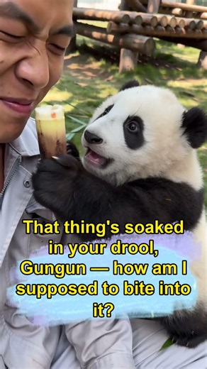 Gungun Offers a Shoot His Keeper Won't Eat #panda #desiighnerpanda #babypanda #funny